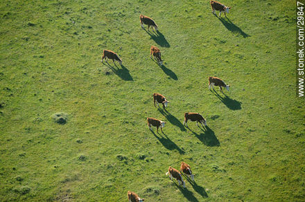 Vacas en el campo. Toma aérea. - Departamento de Rocha - URUGUAY. Foto No. 29847