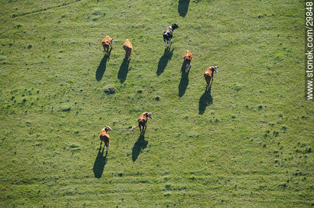 Vacas en el campo. Toma aérea. -  - URUGUAY. Foto No. 29848