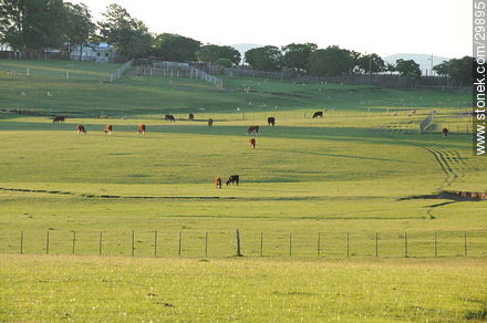 Field of Rocha - Department of Rocha - URUGUAY. Photo #29895