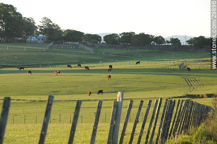 Fence in a field of Rocha. - Department of Rocha - URUGUAY. Photo #29896