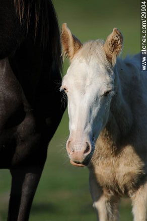 Foal - Fauna - MORE IMAGES. Photo #29904