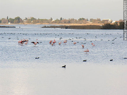 Flamingos and ducks in Etang des Launes - Region of Provence-Alpes-Côte d'Azur - FRANCE. Photo #30011