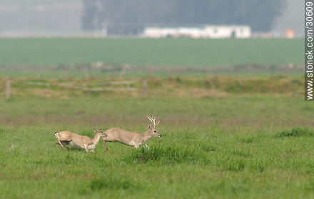 Casal de ciervos silvestres corriendo por el campo - Departamento de Rocha - URUGUAY. Foto No. 30609