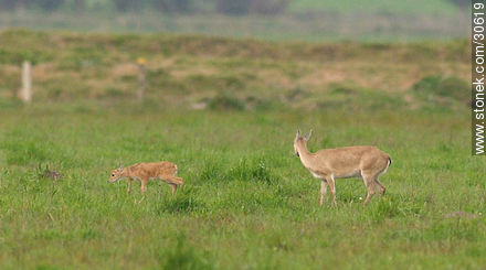 Wild deer family - Fauna - MORE IMAGES. Photo #30619