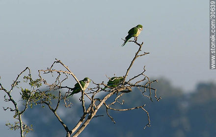 Parrots - Fauna - MORE IMAGES. Photo #30639