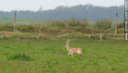 Wild deer - Fauna - MORE IMAGES. Photo #30617