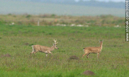 Casal de ciervos silvestres en el campo -  - URUGUAY. Foto No. 30608