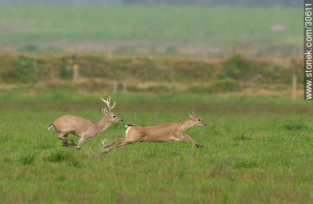 Casal de ciervos silvestres corriendo por el campo - Fauna - IMÁGENES VARIAS. Foto No. 30611