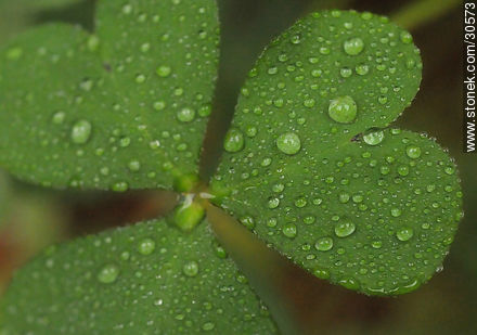 Drops on clover - Flora - MORE IMAGES. Photo #30573