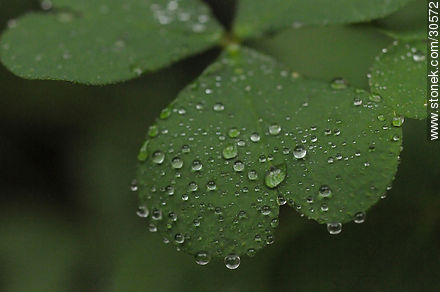 Drops on clover - Flora - MORE IMAGES. Photo #30572