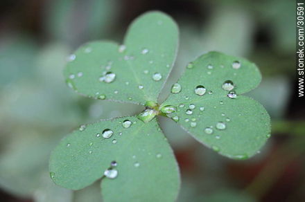 Drops on clover - Flora - MORE IMAGES. Photo #30591