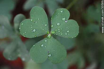 Drops on clover - Flora - MORE IMAGES. Photo #30589