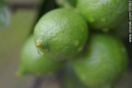 Green lemons - Flora - MORE IMAGES. Photo #30582