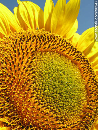 Sunflower - Flora - MORE IMAGES. Photo #30947