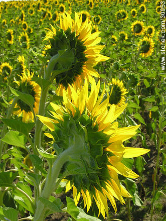 Sunflowers - Flora - MORE IMAGES. Photo #30953