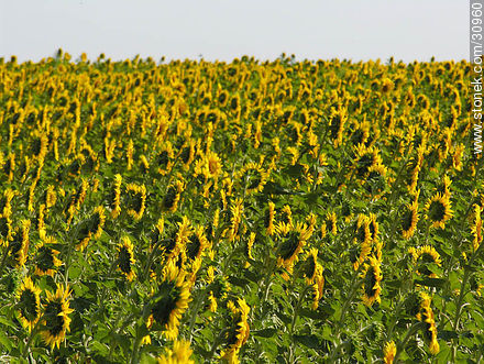 Sunflowers - Flora - MORE IMAGES. Photo #30960