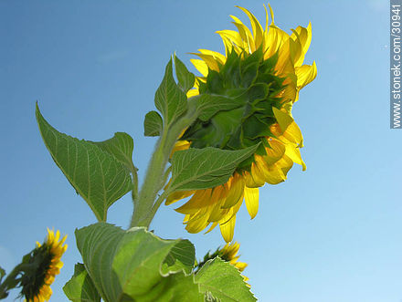 Sunflower - Flora - MORE IMAGES. Photo #30941
