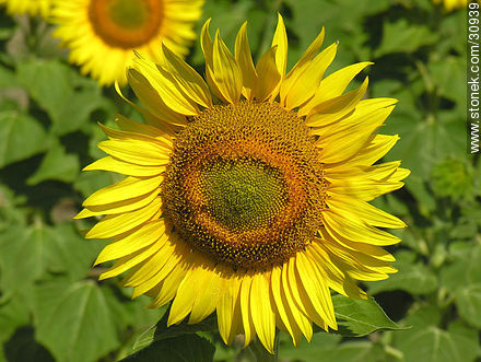 Sunflower - Flora - MORE IMAGES. Photo #30939