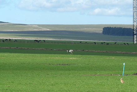 Hare, rhea and cattle in uruguayan fields -  - URUGUAY. Photo #31365