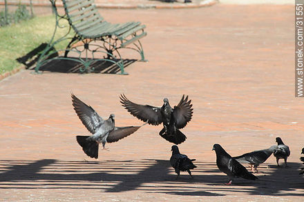 Pigeons - Fauna - MORE IMAGES. Photo #31551