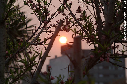 Sunrise in spring - Department of Montevideo - URUGUAY. Photo #31674