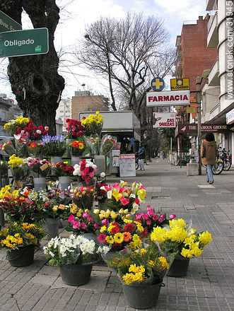 Flores en Bulevar España y Obligado - Departamento de Montevideo - URUGUAY. Foto No. 31945