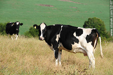Dairy cows - Fauna - MORE IMAGES. Photo #32167