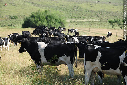 Vacas lecheras. - Fauna - IMÁGENES VARIAS. Foto No. 32166
