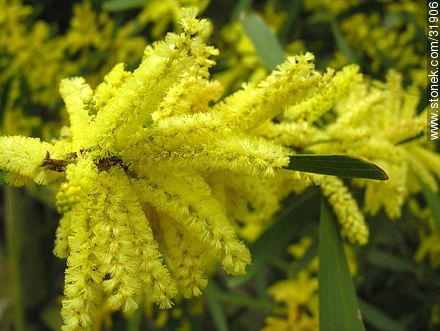 Flor de aromo - Flora - IMÁGENES VARIAS. Foto No. 31906