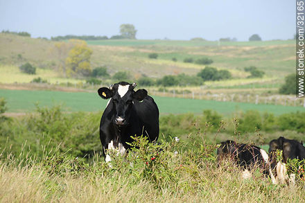 Vacas holando -  - URUGUAY. Foto No. 32165