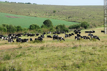 Vacas lecheras. -  - URUGUAY. Foto No. 32162