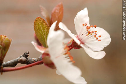 Flowers of a plum tree - Flora - MORE IMAGES. Photo #31682