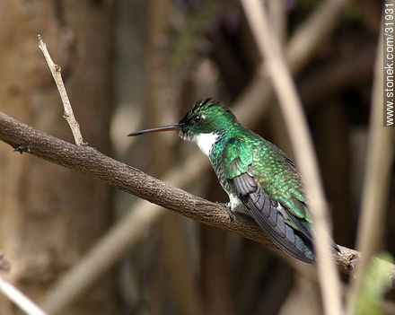 Resting hummingbird - Fauna - MORE IMAGES. Photo #31931