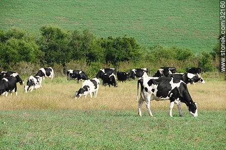 Dairy cows - Fauna - MORE IMAGES. Photo #32160