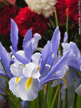 Iris - Flora - IMÁGENES VARIAS. Foto No. 31943