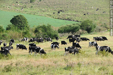 Vacas lecheras. - Fauna - IMÁGENES VARIAS. Foto No. 32163