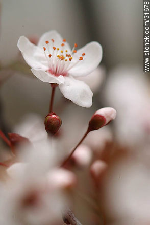 Flowers of a plum tree - Flora - MORE IMAGES. Photo #31678