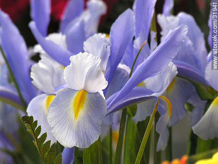 Iris - Flora - IMÁGENES VARIAS. Foto No. 31941
