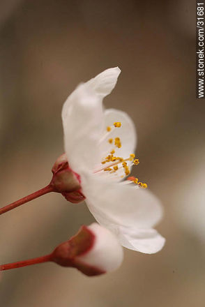 Flower of a plum tree - Flora - MORE IMAGES. Photo #31681