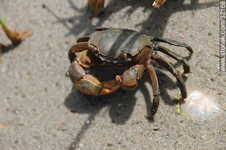 Crab - Fauna - MORE IMAGES. Photo #32168
