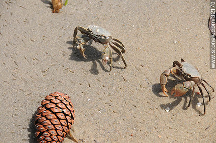 Crabs - Fauna - MORE IMAGES. Photo #32170