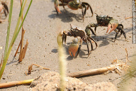 Crabs - Fauna - MORE IMAGES. Photo #32172