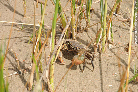 Crab - Fauna - MORE IMAGES. Photo #32176