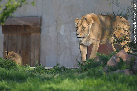 Lecocq zoo. Female lion. - Department of Montevideo - URUGUAY. Photo #32490