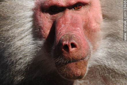 Lecocq zoo. Male baboon. - Fauna - MORE IMAGES. Photo #32406