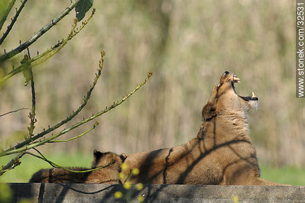 Lecocq zoo. Yawning lioness and its cub. - Department of Montevideo - URUGUAY. Photo #32531