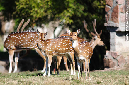 Lecocq zoo. Chital or cheetal (Axis axis), also known as chital deer, spotted deer or axis deer. - Department of Montevideo - URUGUAY. Photo #32338