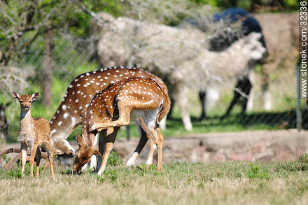 Lecocq zoo. Chital or cheetal (Axis axis), also known as chital deer, spotted deer or axis deer. - Department of Montevideo - URUGUAY. Photo #32336