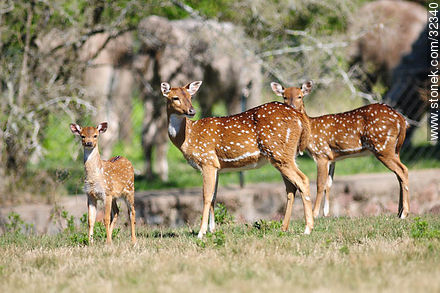 Lecocq zoo. Chital or cheetal (Axis axis), also known as chital deer, spotted deer or axis deer. - Department of Montevideo - URUGUAY. Photo #32340