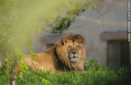 Lecocq zoo. Lion. - Department of Montevideo - URUGUAY. Photo #32482